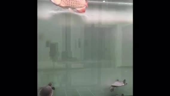 豬鼻龜能和金龍魚混養嗎：豬鼻龜和豬鼻龜混養的優點和注意事項