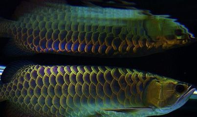 極品過(guò)背金龍魚(yú)價(jià)格表圖片：“極品過(guò)背金龍魚(yú)價(jià)格表圖片詳情”紫底過(guò)背金龍魚(yú)養(yǎng)殖技巧