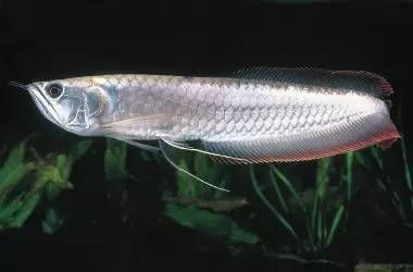 青龍魚日常養(yǎng)護常見問題，青龍魚養(yǎng)護注意事項