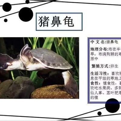 豬鼻龜繁殖技術教程圖解：豬鼻龜怎么繁殖