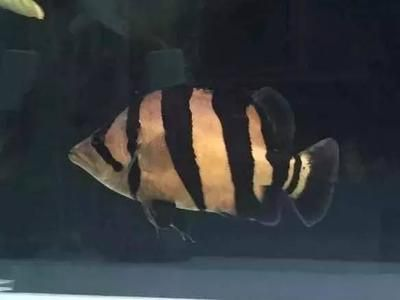 虎魚身上紋路淡淡的正常嗎怎么回事：虎魚身上的紋路變淡可能是由于疾病、繁殖期、水溫過低