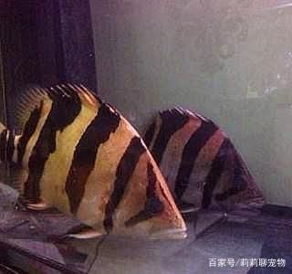 虎魚變黑:虎魚為什么會(huì)變黑? 虎魚百科 第3張 虎魚變黑:虎魚為什么會(huì)變黑? 虎魚變黑:虎魚為什么會(huì)變黑? 虎魚百科 第3張