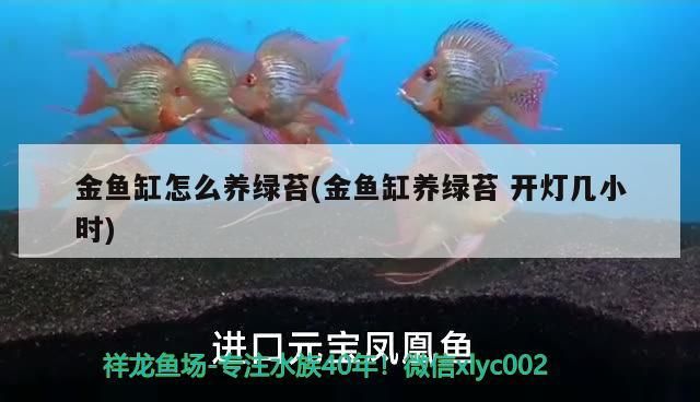金魚缸怎么養綠苔(金魚缸養綠苔開燈幾小時) 金魚缸怎么養綠苔(金魚缸養綠苔開燈幾小時) 元寶鳳凰魚百科 第3張