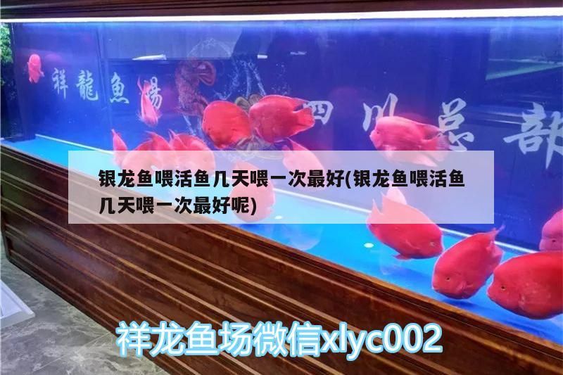 銀龍魚喂活魚幾天喂一次最好(銀龍魚喂活魚幾天喂一次最好呢)