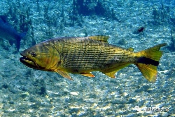 魚缸一天照射多長時間最好（ 魚缸每天需要日照多久）