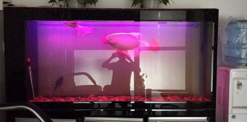 魚缸vc放多了怎么辦（魚缸內(nèi)維生素c放多時(shí)，可能會(huì)對(duì)觀賞魚造成不利影響）