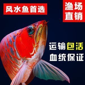紅龍魚大湖和赤血紅龍哪個(gè)貴？：紅龍魚大湖和赤血紅龍哪個(gè)更貴