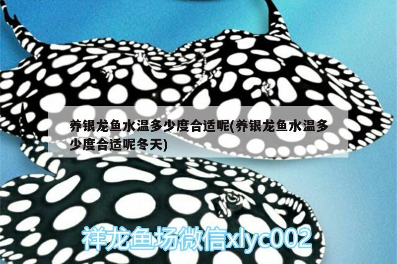 養(yǎng)銀龍魚水溫多少度合適呢(養(yǎng)銀龍魚水溫多少度合適呢冬天)