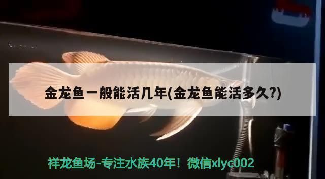 過背金龍魚能活幾年啊圖片：關于過背金龍魚壽命的詳細解釋 過背金龍魚能活幾年啊圖片：關于過背金龍魚壽命的詳細解釋 金龍魚百科 第4張