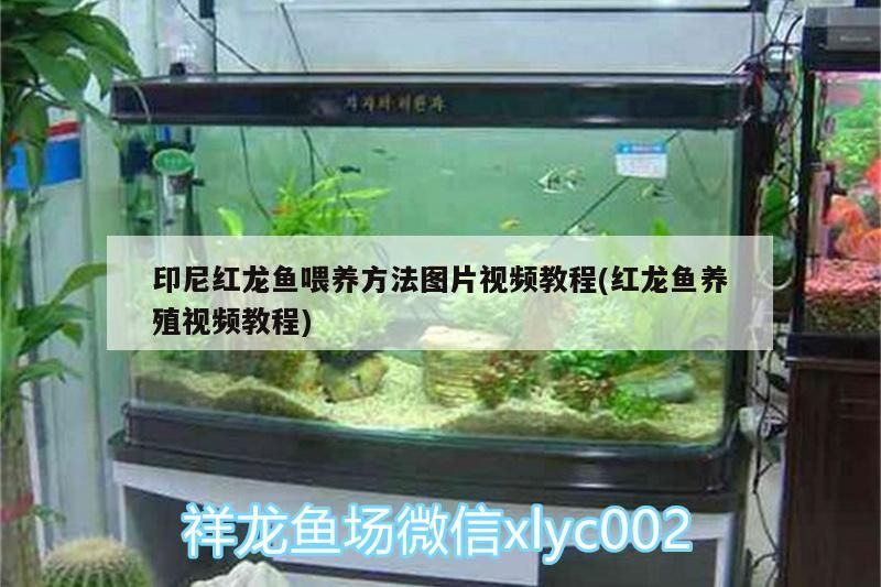 印尼紅龍魚喂養(yǎng)方法圖片視頻教程(紅龍魚養(yǎng)殖視頻教程)