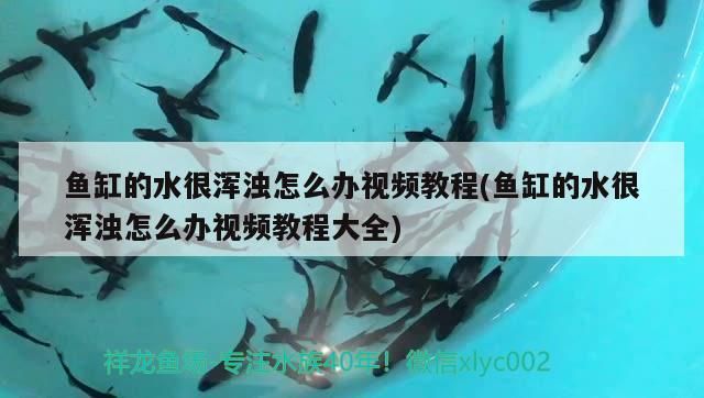 魚缸的水很渾濁怎么辦視頻教程(魚缸的水很渾濁怎么辦視頻教程大全) 魚缸的水很渾濁怎么辦視頻教程(魚缸的水很渾濁怎么辦視頻教程大全) 元寶鳳凰魚百科 第3張