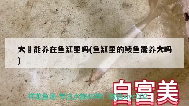 大薸能養(yǎng)在魚缸里嗎(魚缸里的鯪魚能養(yǎng)大嗎)