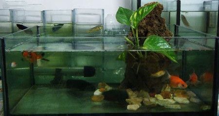 四紋虎魚缸內植物布局技巧，四紋虎魚缸內的植物布局技巧 四紋虎魚缸內植物布局技巧，四紋虎魚缸內的植物布局技巧 虎魚百科 第2張