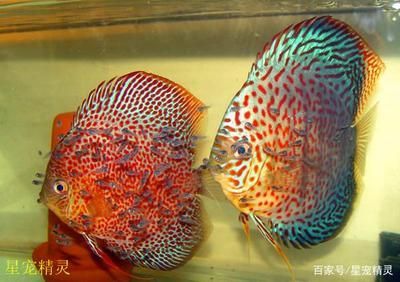 大神仙魚與普通區別，大神仙魚與普通神仙魚的主要區別
