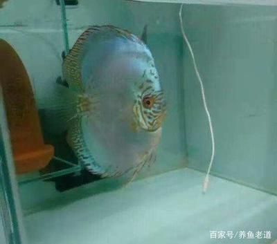 大神仙魚與普通區(qū)別，大神仙魚與普通神仙魚的主要區(qū)別