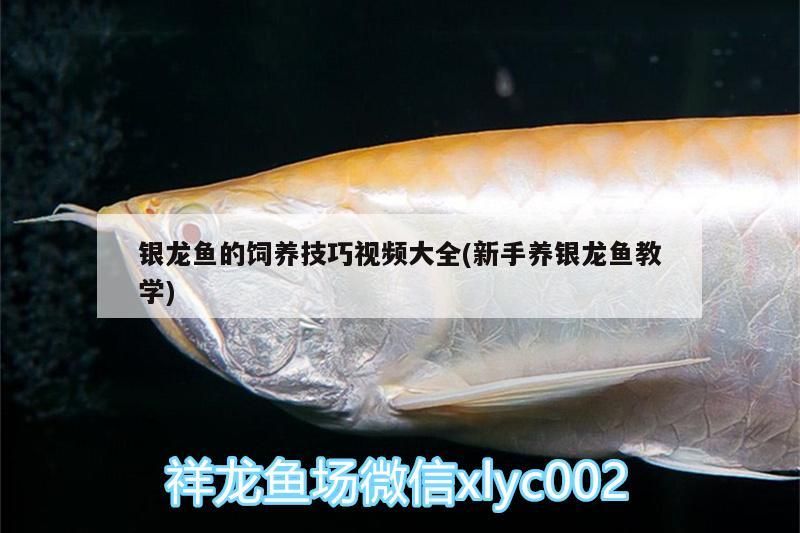 銀龍魚的飼養技巧視頻大全(新手養銀龍魚教學)