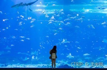水族館游玩文案（探索海底奧秘，與海洋生物零距離接觸） 水族館游玩文案（探索海底奧秘，與海洋生物零距離接觸） 水族館百科（水族館加盟） 第2張