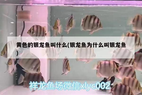 金龍魚魚缸要放多少鹽合適呢，金龍魚魚缸中放鹽的合適量 金龍魚魚缸要放多少鹽合適呢，金龍魚魚缸中放鹽的合適量 魚缸百科 第1張