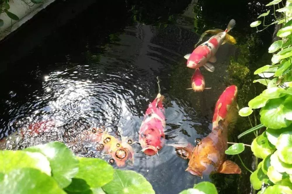 各種觀賞魚微信群名字叫什么（世界各地的觀賞魚文化觀賞魚文化觀賞魚文化各有特色）