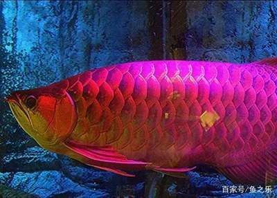 極品泰虎魚(yú)：\"極品泰虎魚(yú)\"主要指的是具有優(yōu)良紋路和體色的泰虎魚(yú) 極品泰虎魚(yú)：\"極品泰虎魚(yú)\"主要指的是具有優(yōu)良紋路和體色的泰虎魚(yú) 虎魚(yú)百科 第1張