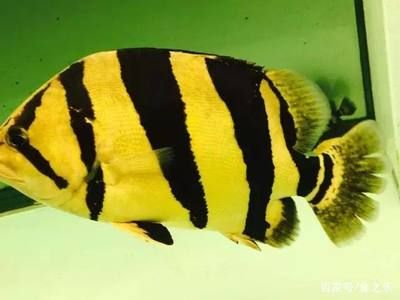 極品泰虎魚(yú)：\"極品泰虎魚(yú)\"主要指的是具有優(yōu)良紋路和體色的泰虎魚(yú) 極品泰虎魚(yú)：\"極品泰虎魚(yú)\"主要指的是具有優(yōu)良紋路和體色的泰虎魚(yú) 虎魚(yú)百科 第4張