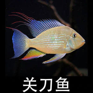 淄博魚(yú)缸專(zhuān)賣(mài)店地址電話(huà)多少號(hào)(附近魚(yú)缸店電話(huà)) 淄博魚(yú)缸專(zhuān)賣(mài)店地址電話(huà)多少號(hào)(附近魚(yú)缸店電話(huà)) 黃金貓魚(yú)百科 第2張