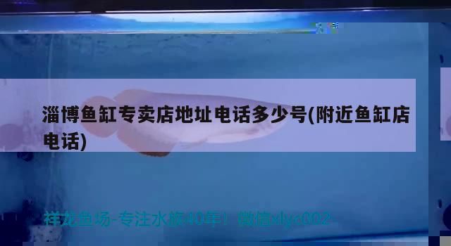 淄博魚(yú)缸專(zhuān)賣(mài)店地址電話(huà)多少號(hào)(附近魚(yú)缸店電話(huà)) 淄博魚(yú)缸專(zhuān)賣(mài)店地址電話(huà)多少號(hào)(附近魚(yú)缸店電話(huà)) 黃金貓魚(yú)百科 第3張