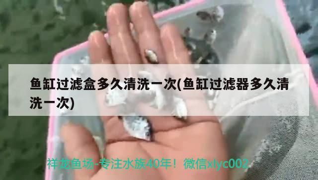 魚(yú)缸過(guò)濾盒多久清洗一次(魚(yú)缸過(guò)濾器多久清洗一次)
