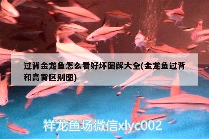 過背金龍魚怎么看好壞圖解大全(金龍魚過背和高背區(qū)別圖)