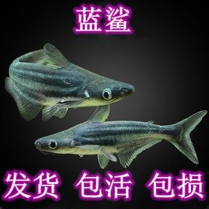 觀賞魚大白鯊怎么養（養護觀賞魚大白鯊需要特別關注水質、水溫和飼料選擇等方面）