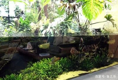 養(yǎng)虎魚(yú)多大的缸合適：養(yǎng)虎魚(yú)多大的魚(yú)缸合適