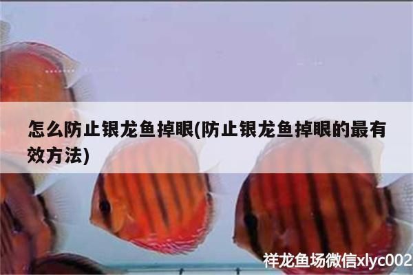 怎么防止銀龍魚掉眼(防止銀龍魚掉眼的最有效方法) 銀龍魚百科 第3張 怎么防止銀龍魚掉眼(防止銀龍魚掉眼的最有效方法) 怎么防止銀龍魚掉眼(防止銀龍魚掉眼的最有效方法) 銀龍魚百科 第3張