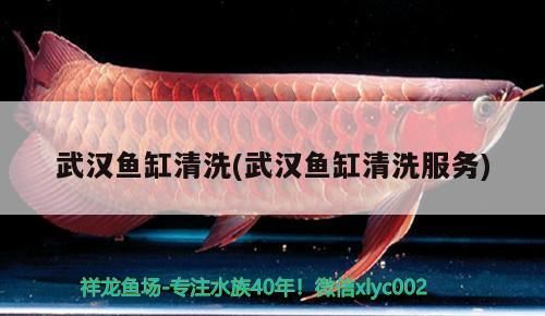 武漢魚缸清洗(武漢魚缸清洗服務) 武漢魚缸清洗(武漢魚缸清洗服務) 元寶鳳凰魚百科 第3張