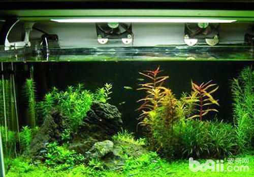 7s魚缸說明書：關于7s魚缸的一些問題