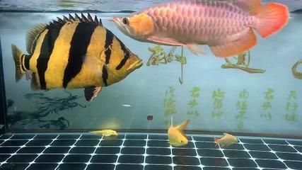 益陽龍魚vs益陽水族批發市場vs益陽水族館vs益陽魚缸批發市場vs祥龍魚場:益陽龍魚、益陽水族批發市場、益陽魚缸批發市場及祥龍魚場特色品種介紹