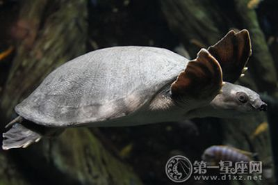 豬鼻龜招財嗎：招財龜的寓意