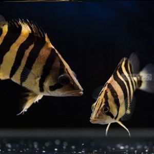 泰國虎魚市場銷售策略，關于泰國虎魚的市場銷售策略