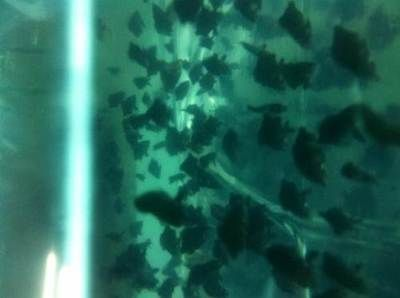 80厘米魚缸用多厚玻璃好看：如何選擇魚缸玻璃厚度 80厘米魚缸用多厚玻璃好看：如何選擇魚缸玻璃厚度 魚缸百科 第5張
