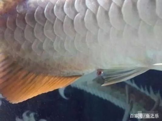 金龍魚糞便異常處理：金龍魚糞便異常怎么處理