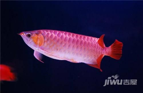 家里能養紅龍魚嗎：家里養殖紅龍魚需要注意什么？