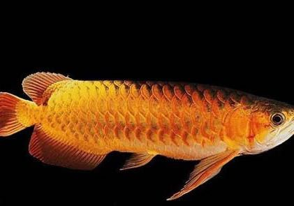 家里能養紅龍魚嗎：家里養殖紅龍魚需要注意什么？