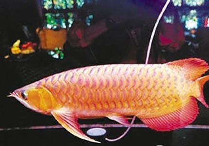 紅龍魚幼苗需要多大的魚缸，如何判斷紅龍魚是否健康成長？