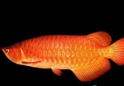 家里能養紅龍魚嗎：家里養殖紅龍魚需要注意什么？