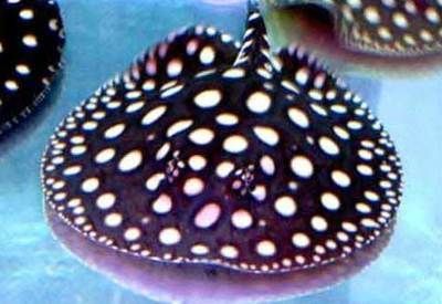 魟魚拼音怎么打字的啊怎么寫啊：如何打出“魟魚”這兩個字 魟魚拼音怎么打字的啊怎么寫啊：如何打出“魟魚”這兩個字 魟魚百科 第3張