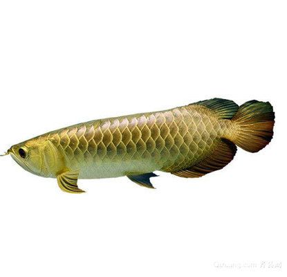 龍魚吃什么變紅vs祥龍魚場：祥龍魚場的龍魚色澤變化