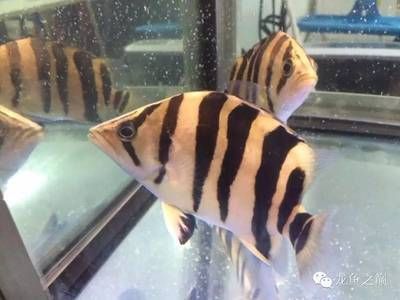 怎么能讓印尼虎變明：怎么能讓印尼虎變明的方法提高印尼虎魚變明的可能性