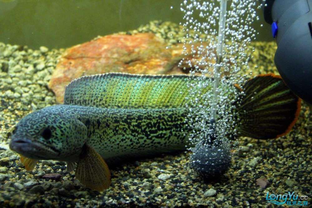 虎魚混養環境裝飾建議，泰國虎魚混養水草選擇指南,魚缸布局優化技巧分享