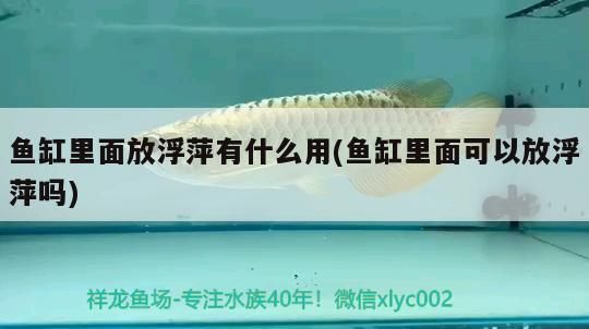 魚缸里面放浮萍有什么用(魚缸里面可以放浮萍嗎)