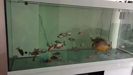 虎魚多少錢一條虎魚吃什么：虎魚價格受多種因素影響，虎魚多少錢一條虎魚吃什么