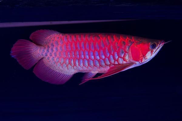 龍魚吃的少是什么原因引起的vs祥龍魚場：龍魚飲食攝入減少的原因 龍魚吃的少是什么原因引起的vs祥龍魚場：龍魚飲食攝入減少的原因 vs祥龍魚場 第2張